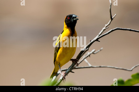 Schwarz Spitze Weaver aufrufen aus Zweig in der Massai Mara, Kenia Stockfoto