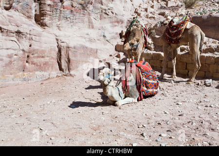 Beduinen Kamele in Petra, Jordanien Stockfoto