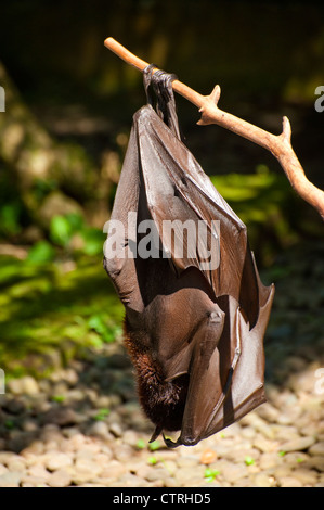 A Obst Fledermaus, oder wie es manchmal genannt, eine Flying Fox, hängt kopfüber im Laufe des Tages ruhen Sie sich nach einer Nacht der Insekten jagen. Stockfoto