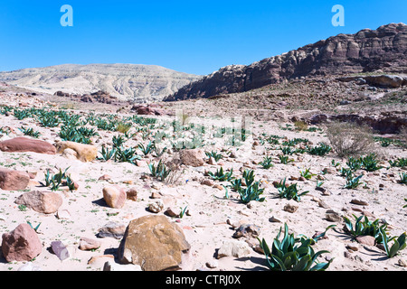 Panorama des Steins desert Valley in Petra, Jordanien Stockfoto