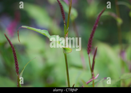 Dunkle rote Blume Türme Persicaria Amplexicaulis "Taurus" (Knöterich), Juli, UK Stockfoto