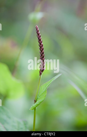 Aufstrebende dunkle rote Blume Turmspitze Persicaria Amplexicaulis "Taurus" (Knöterich), Juli, UK Stockfoto