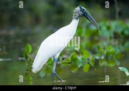 Amerikanische Holz Storch, Pantanal, Brasilien Stockfoto