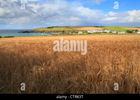 Sommer Blick vom Küstenweg in Trevone Bay, North Cornwall. England, UK Stockfoto