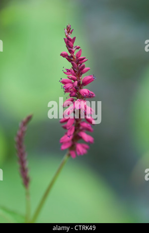 Dunkle rote Blume Turmspitze Persicaria Amplexicaulis "Taurus" (Knöterich), Juli, UK Stockfoto