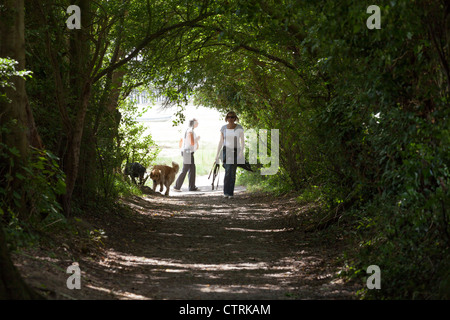 eine Frau, einen Hund an einem Baum gesäumten schattigen overhung Feldweg Stockfoto