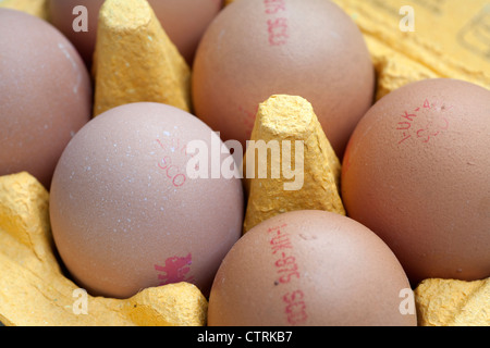 Hühner-Eiern in einem kommerziellen Handel Karton-container Stockfoto