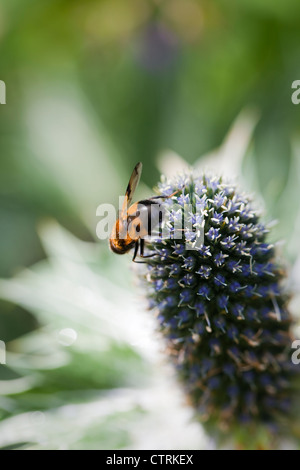 Silber-Blau, architektonische Flowerhead Eryngium Giganteum "Miss Wilmott Ghost" mit Fütterung Biene, Juli, UK Stockfoto