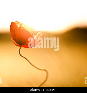 Mohnblume im Gegenlicht Stockfoto