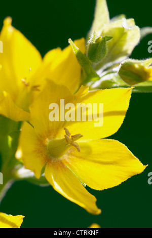 Lysimachia Trommler, Gilbweiderich, gelb. Stockfoto