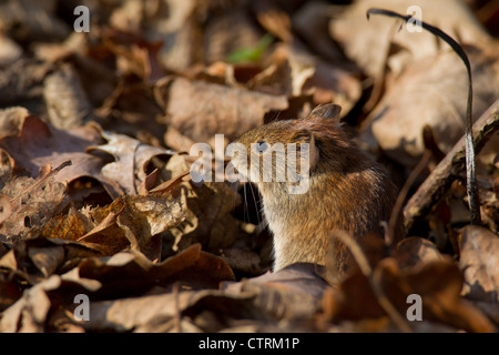 Rötelmaus (Myodes Glareolus / Clethrionomys Glareolus) sitzen getarnt unter toten Blätter auf dem Waldboden, Deutschland Stockfoto