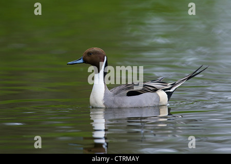 Nördliche Pintail (Anas Acuta) männlich, Schwimmen im See, Deutschland Stockfoto