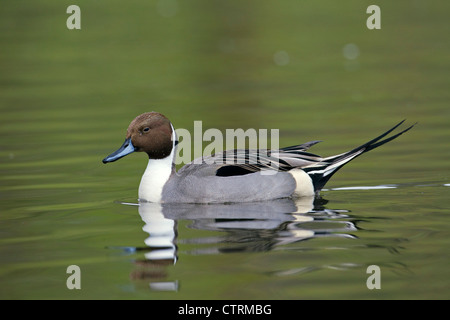 Nördliche Pintail (Anas Acuta) männlich, Schwimmen im See, Deutschland Stockfoto