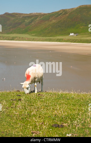 Schafe auf der Halbinsel Würmer Kopf mit Rhossili Strand im Hintergrund Stockfoto