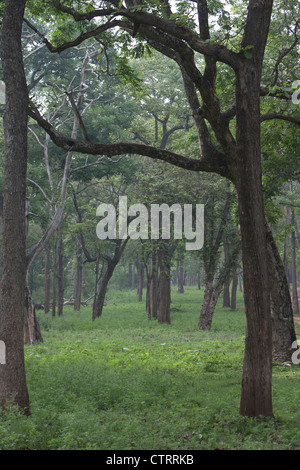 Der Rajiv Gandhi National Park in der Nähe von Kabini Flusses Backwater Resort hat einige atemberaubende Landschaft und Bäume Stockfoto