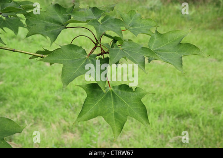 Norway Maple (Acer platanoides) Stockfoto