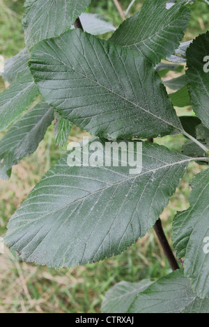 Mehlbeere Baum Blätter (Sorbus Aria Lutescens) Stockfoto