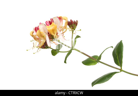 Geißblatt, Lonicera, Blumen und Laub isoliert gegen weiß Stockfoto