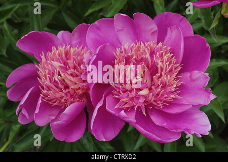 Zwei rosa Pfingstrose Blumen Nahaufnahme Peonia Stockfoto