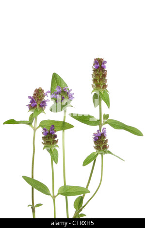 Selfheal, Prnella Vulgaris, wilde Blumen und Laub isoliert gegen weiß Stockfoto