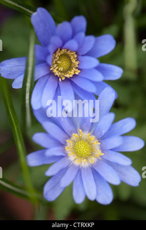 Anemone Blanda Sorte, Anemone, blau, grün. Stockfoto