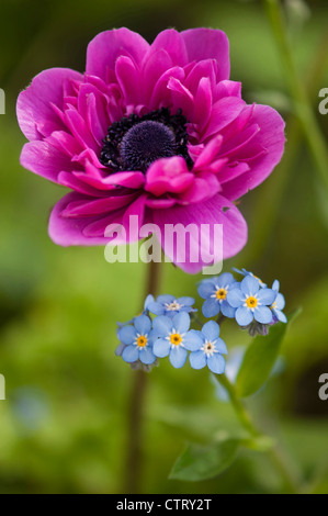 Anemone Coronaria Sorte, Anemone, Pink, grün. Stockfoto