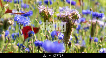 Blühende Wildblumen auf einer Wiese im Sommer Stockfoto