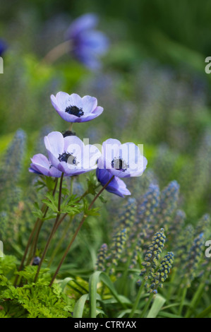 Anemone Coronaria, Anemone, blau. Stockfoto