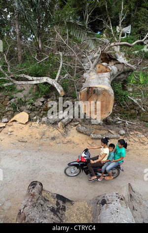 Drei Personen auf einem Motorrad fahren durch einen großen umgestürzten Baum, der zuvor die Straße blockiert wurde. Stockfoto