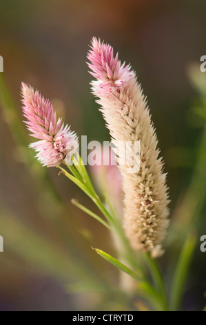 Celosia Argentea Spicata rosa Flamingo Feder "Flamingo Feder". Stockfoto