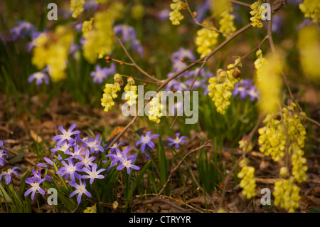 Corylopsis Glabrescens, Hazel, Fraagrant Winter Hasel, gelb. Stockfoto