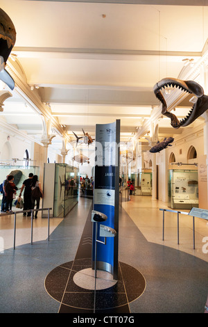 Natural History Museum New York City Skelett Dinosaurier Abschnitt vollständige Skelette von prähistorischen Tieren Stockfoto