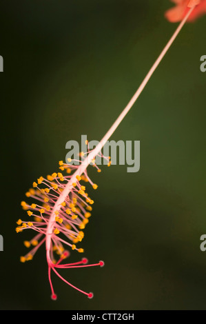 Hibiskus Sorte, Hibiskus, rosa, grün. Stockfoto