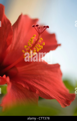 Hibiscus Rosa-Sinensis, Hibiskus, rot. Stockfoto