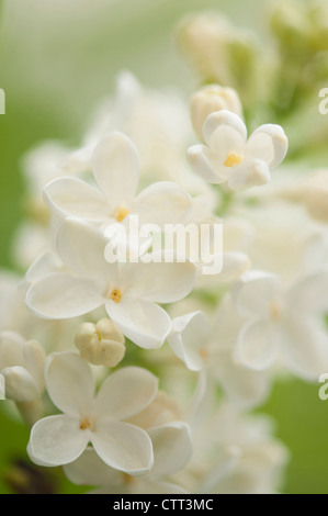 Sorte Syringa, Flieder, weiß. Stockfoto