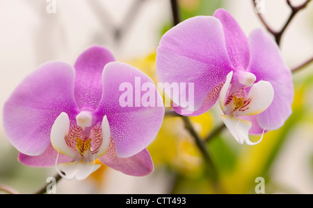 Sorte Phalaenopsis, Orchidee, Motte Orchidee, rosa. Stockfoto