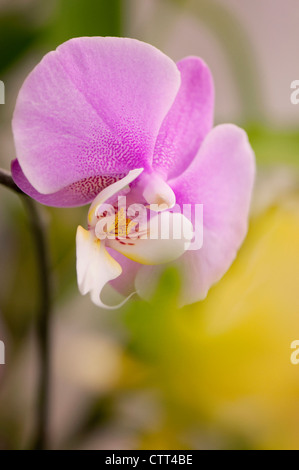 Sorte Phalaenopsis, Orchidee, Motte Orchidee, rosa. Stockfoto