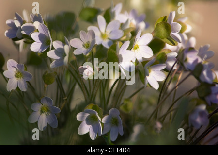 Hepatica Nobilis, Leberblümchen, weiß. Stockfoto