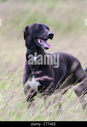 Hund in einem Feld posiert. Stockfoto