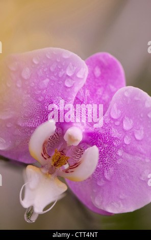 Phalaenopsis Sorte Tropfen Pink Moth Orchid mit Wasser auf die Blume Stockfoto
