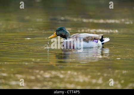 Stockente Drake Fütterung in einem Teich Stockfoto