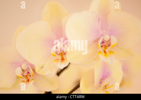 Sorte Phalaenopsis, Orchidee, Creme und lila gefärbt Moth Orchid. Stockfoto