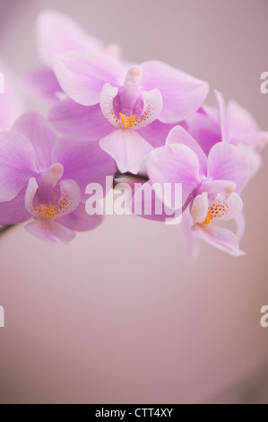 Sorte Phalaenopsis, Orchidee, Motte Orchidee, rosa. Stockfoto