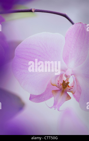 Sorte Phalaenopsis, Orchidee, Motte Orchidee, rosa. Stockfoto