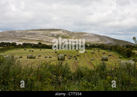 Die felsige Landschaft des Burren Bereich Co Clare Ireland Stockfoto