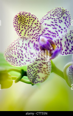 Sorte Phalaenopsis, Orchidee, Moth Orchid, weiß. Stockfoto