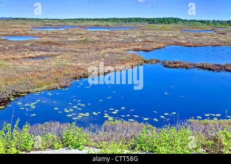 Zehnjahresfrist in der Nähe von Havre-St-Pierre, Duplessis, Northshore St Lawrence, Cote Nord, Quebec, Kanada Stockfoto