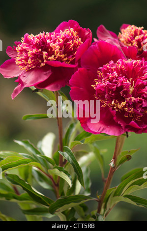 Paeonia Lactiflora Sorte, Pfingstrose, rosa. Stockfoto