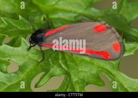 Zinnober Motte (Tyria Jacobaeae) ruht auf gemeinsame Kreuzkraut-Blatt Stockfoto