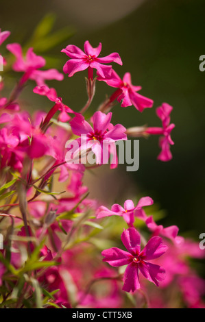 Phlox Subulata 'Red wings', Phlox, kriechende Phlox, rosa. Stockfoto